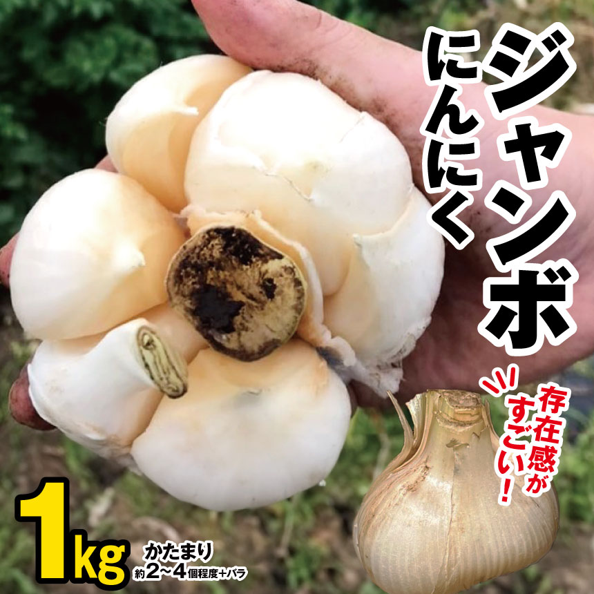 【ふるさと納税】【★ 先行予約 ★】 ジャンボにんにく約1kg にんにく農園 君津 | ニンニク 乾燥にんにく 1キロ 大容量 野菜 ほくほく ぷっくり ユニーク野菜 ホイル焼き アヒージョ バーベキュー 食感がたまらない イチオシ 千葉 君津市 きみつ