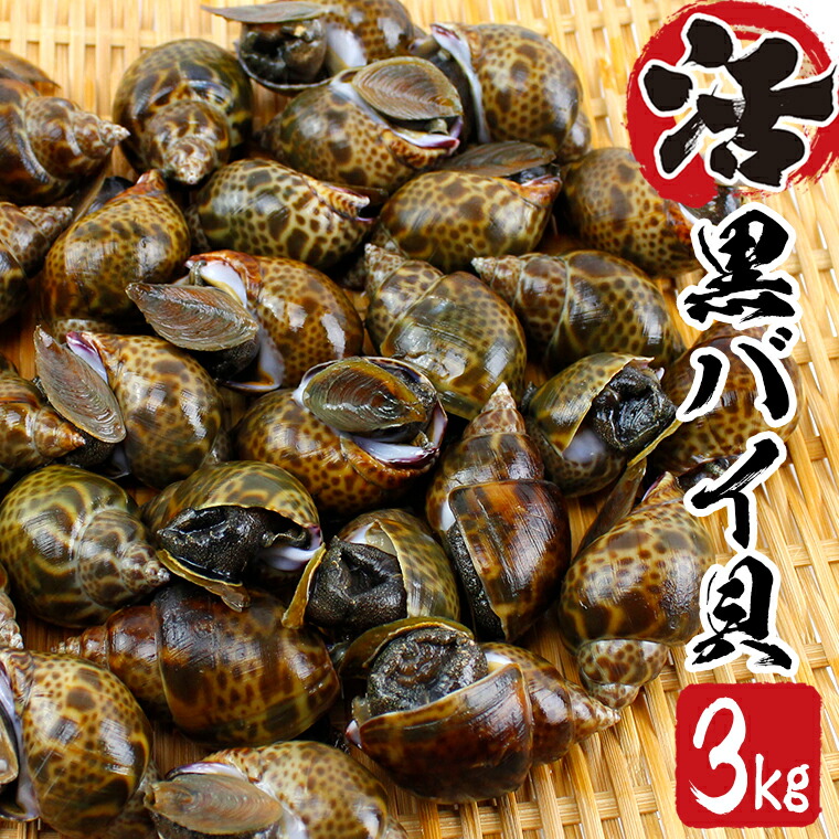 正規品送料無料 活黒バイ貝 3kg 冷蔵便 バイ貝 ばい貝 黒バイ貝 貝類 魚介 魚貝 海鮮 新鮮 富津産 国産 高級品 うま煮 旨煮 アヒージョ パスタ 煮付け シーフード 産地直送 送料無料 千葉県 富津市 Fucoa Cl