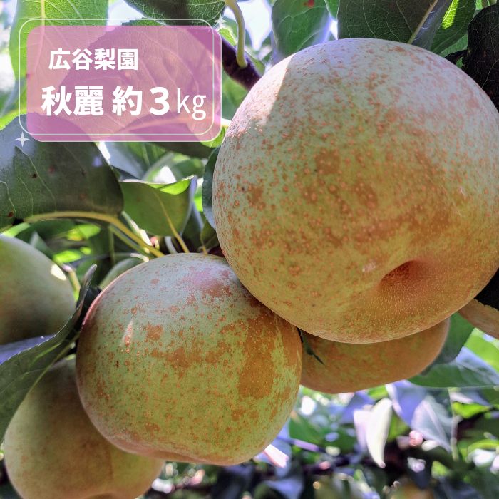 【ふるさと納税】広谷梨園　秋麗（しゅうれい）約3kg ／ 青梨 なし 希少品種 果物 千葉県 特産品