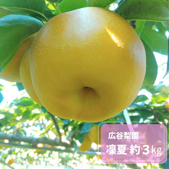 【ふるさと納税】凜夏 約3kg / 広谷梨園 / 梨 なし 果物