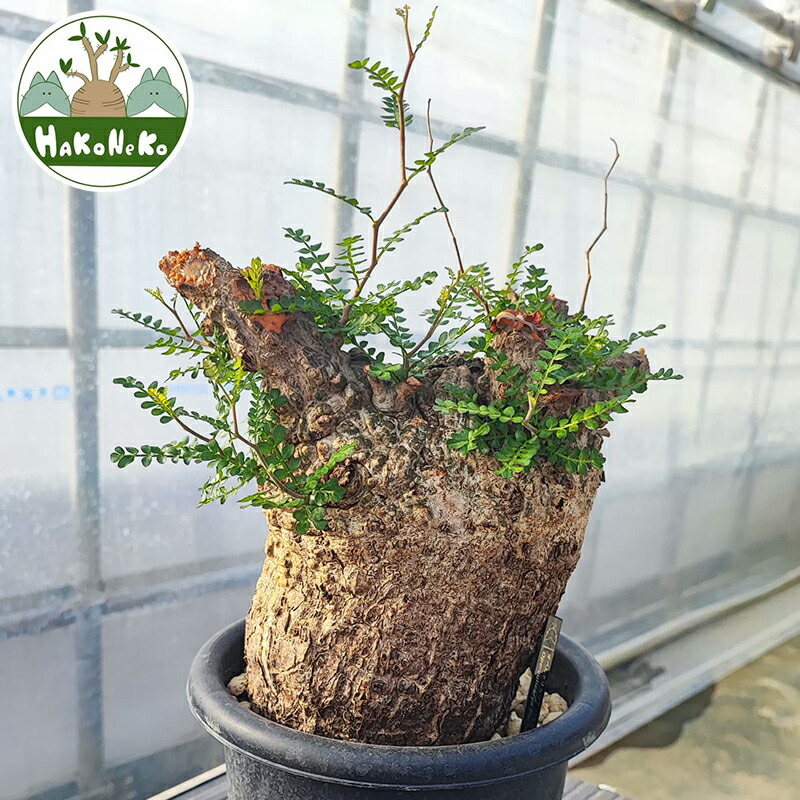 オペルクリカリア パキプス 塊根幅17.5cm 鉢ごと fit=scale-down,w=1200