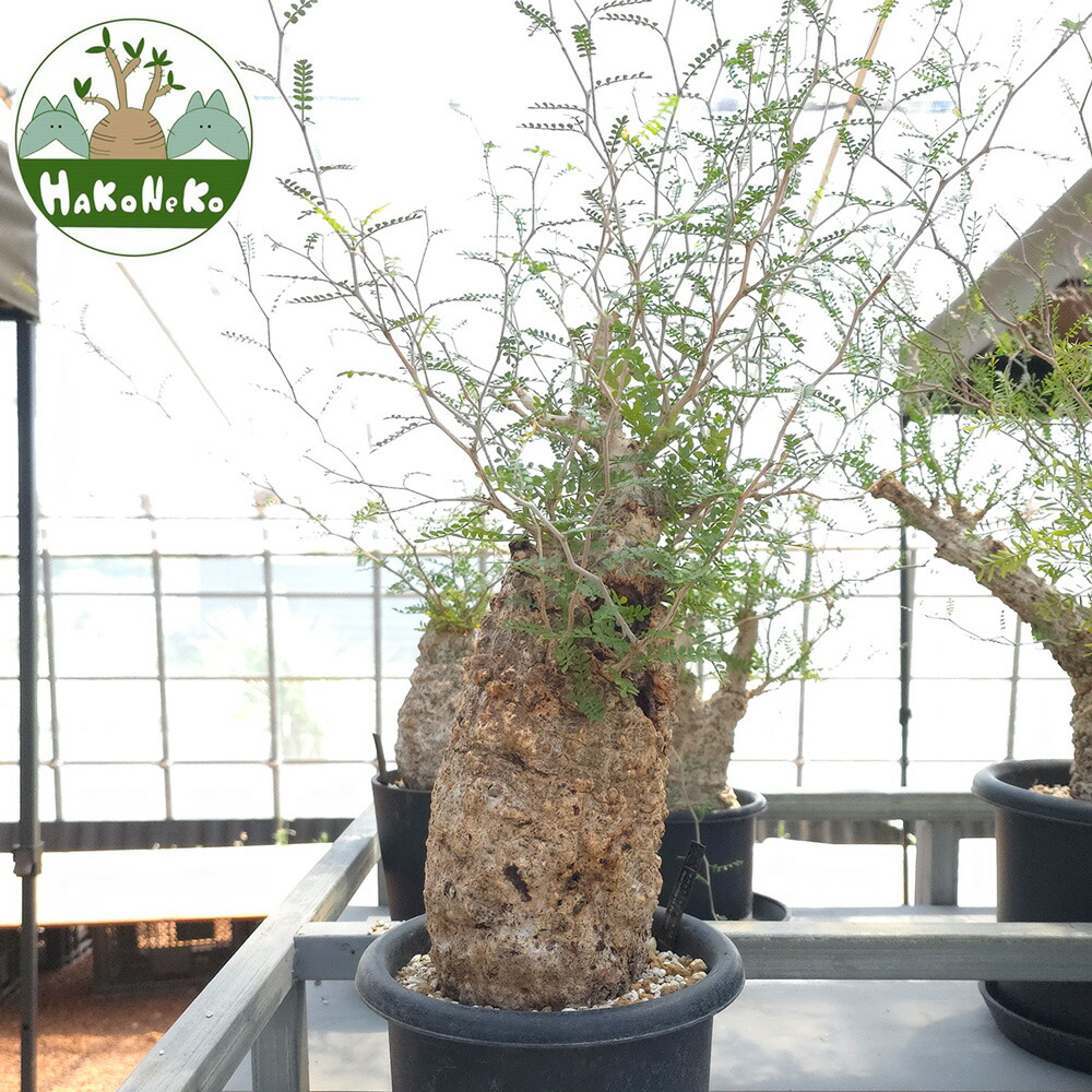 楽天市場】【ふるさと納税】オペルクリカリア・パキプス「塊根植物の