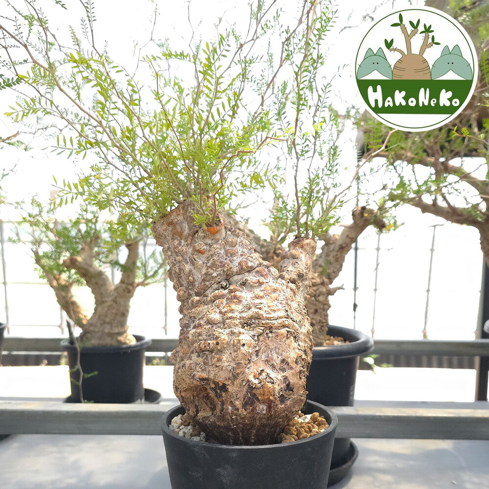 楽天市場】観葉植物/[棚卸セール]パキポディウム：グラキリス 綴化 3号