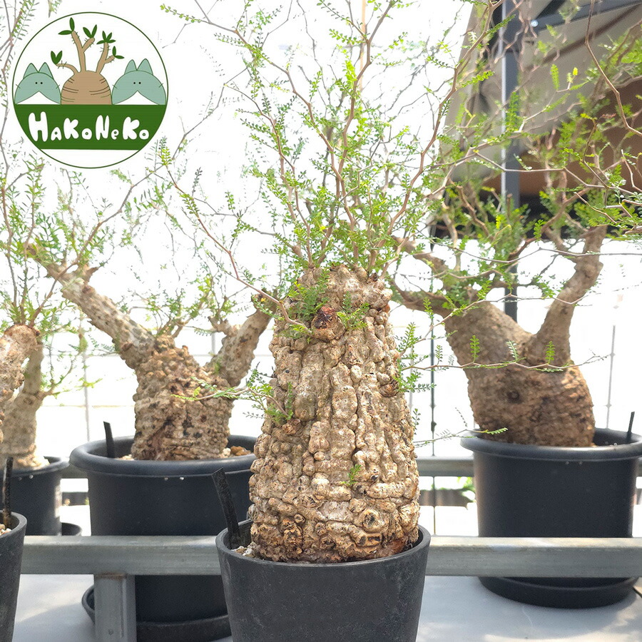 楽天市場】コーデックス：オペルクリカリア パキプス 根挿し*葉幅8.5