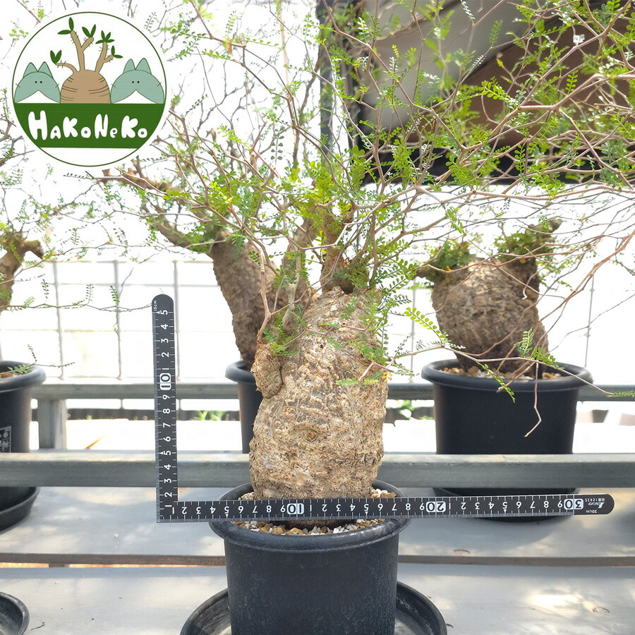 パキプス　コーデックス 楽天市場】コーデックス：オペルクリカリア パキプス 根挿し*葉幅8.5