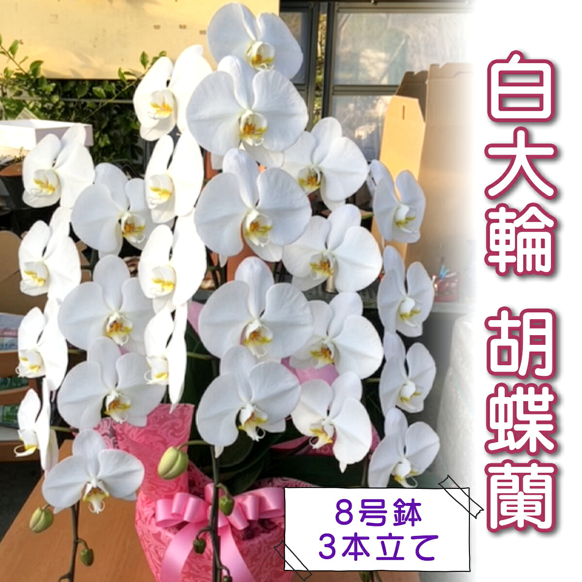 思わしい受け支える飲み物