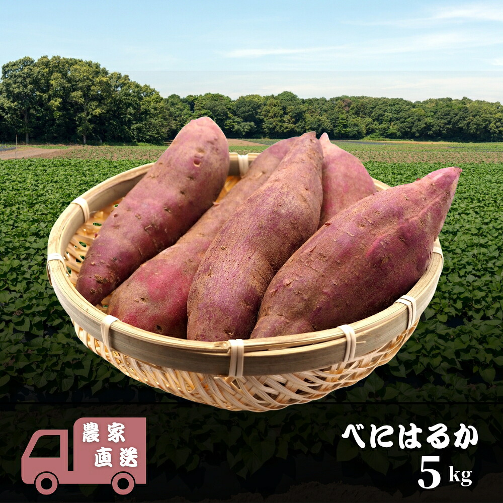 【楽天市場】【ふるさと納税】べにはるか 5kg 紅はるか 生さつまいも 農家直送 さつまいも 薩摩芋 サツマイモ:千葉県八街市