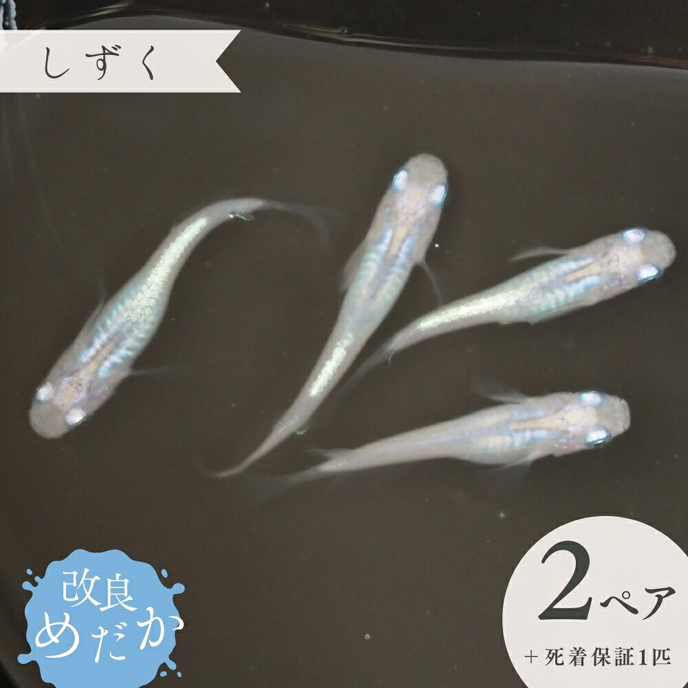 【ふるさと納税】改良めだか ［ しずく ］(2ペア＋死着保証１匹） めだか メダカ めだか屋らん メダカ飼育 めだか飼育 観賞用 19,170円