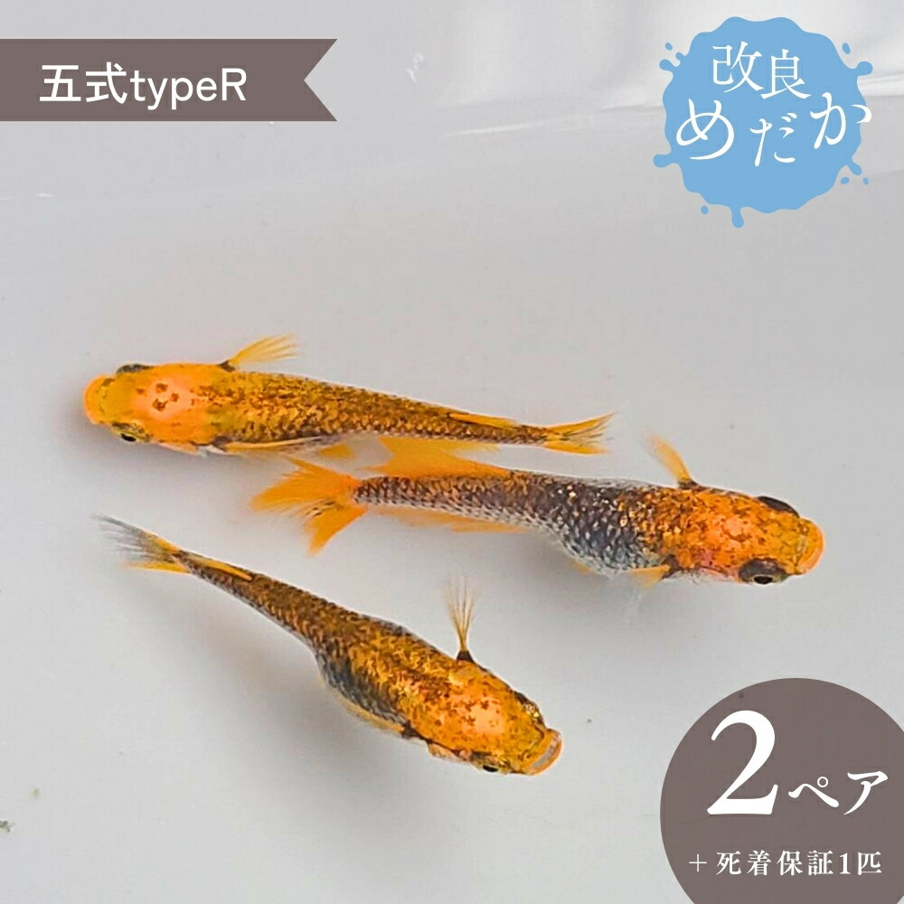 【ふるさと納税】改良めだか ［ 五式typeR ］(2ペア＋死着保証１匹） めだか メダカ めだか屋らん メダカ飼育 めだか飼育 観賞用