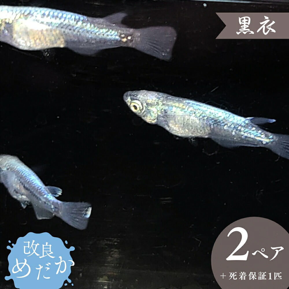 【ふるさと納税】改良めだか ［ 黒衣 ］(2ペア＋死着保証１匹） めだか メダカ めだか屋らん メダカ飼育 めだか飼育 観賞用 19,440円