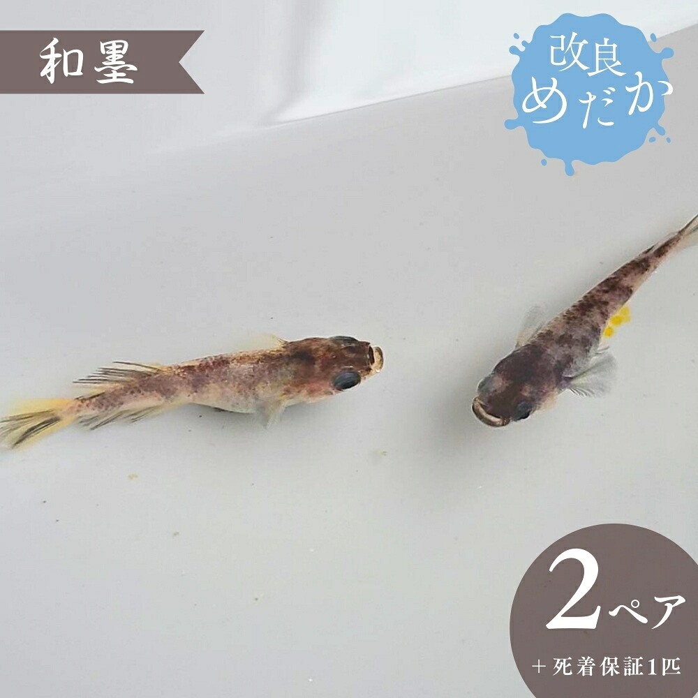 ふるさと納税】改良めだか ［ 和墨 ］(2ペア＋死着保証1匹） めだか 
