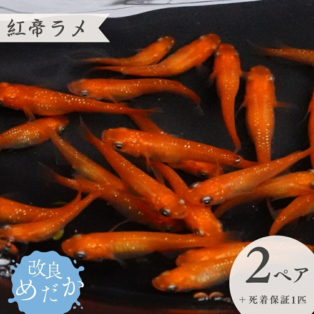 【ふるさと納税】改良めだか ［ 紅帝ラメ ］(2ペア＋死着保証１匹） めだか メダカ めだか屋らん メダカ飼育 めだか飼育 観賞用
