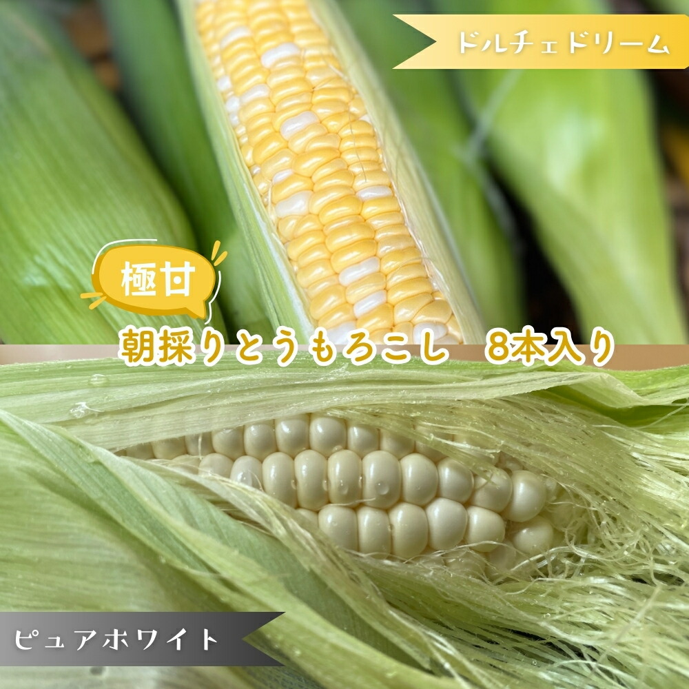 【ふるさと納税】朝採りとうもろこし 8本セット 選べる品種 ドルチェドリーム ピュアホワイト バイカラー 白いともろこし 食べ比べ ちばエコ野菜 特別栽培農産物
