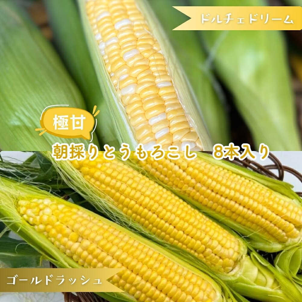 【ふるさと納税】ドルチェドリーム ゴールドラッシュ とうもろこし２品種 食べ比べ 8本入り バイカラーとうもろこし 金色とうもろこし 朝採りとうもろこし スイートコーン