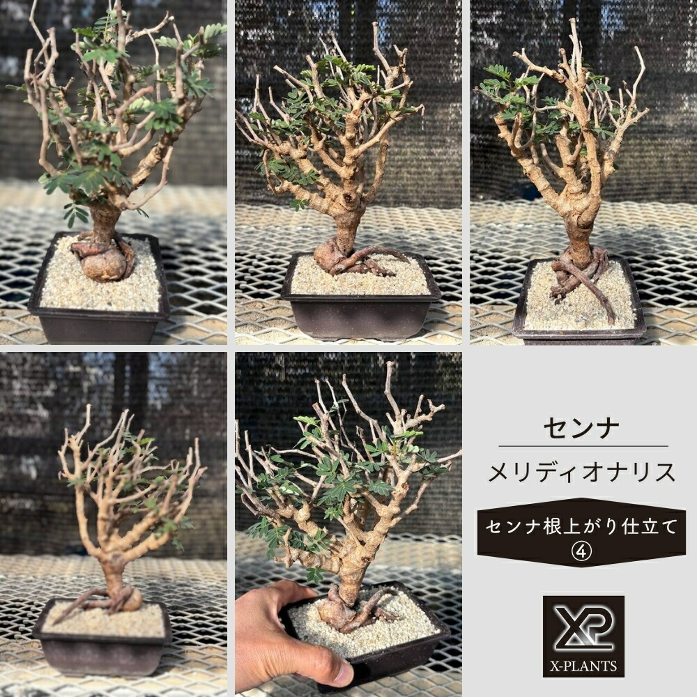 【ふるさと納税】センナ メリディオナリス ［センナ根売り上げ高仕立てもの_4］ X-PLANTS 滅多にない草木 ビザールプランツ 塊根草木