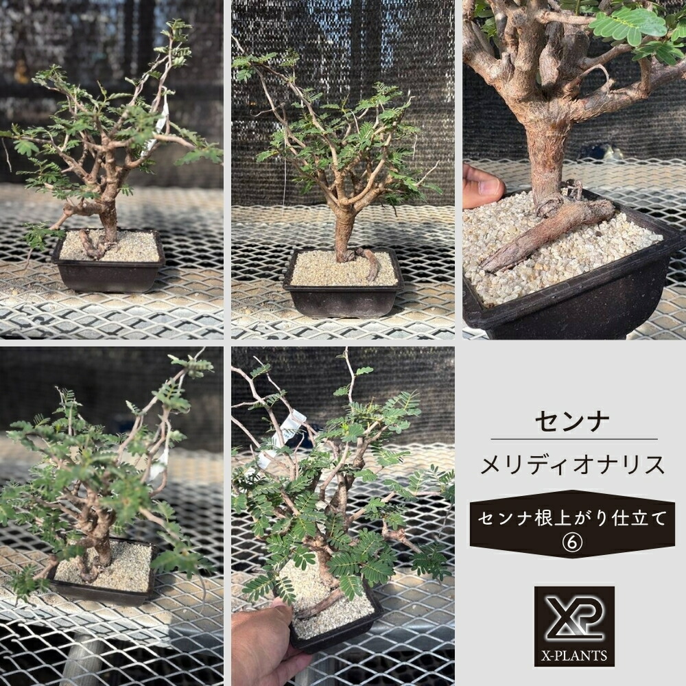 【ふるさと納税】センナ メリディオナリス ［センナ根売り上げ高仕立てもの_6］ X-PLANTS 滅多にない草木 ビザールプランツ 塊根草木
