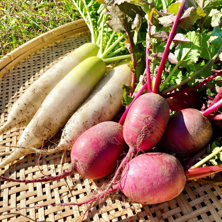 ふるさと納税 予約販売 畑から直送 旬の野菜セット 夏 秋野菜 夏と秋にお届け 各7 9品目 80サイズ段ボール1箱分 4人家族2 3日分 栽培中無農薬 無化学肥料 お届けは夏8月 9月 秋10月 11月 septicin Com