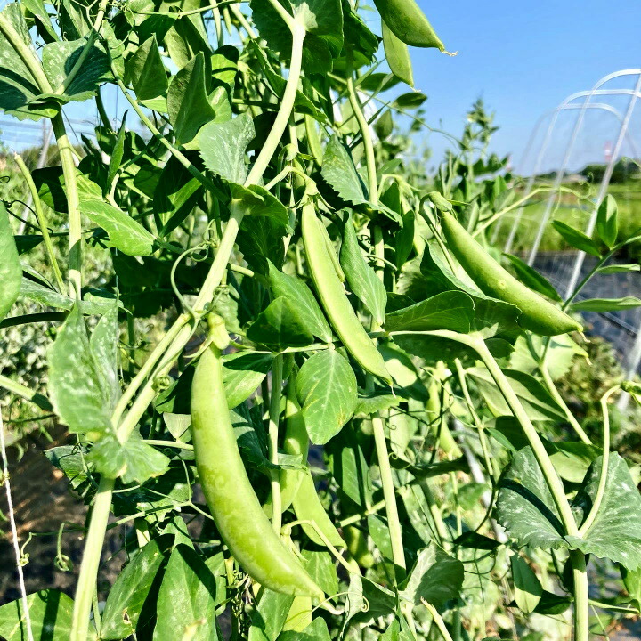 ふるさと納税 予約販売 畑から直送 旬の野菜セット 夏 秋 冬 春野菜 夏から4回お届け 各7 9品目 80サイズ段ボール1箱分 4人家族2 3日分 栽培中無農薬 無化学肥料 お届けは夏8月 9月 秋10月 11月 冬12 2月 春4 5月 septicin Com