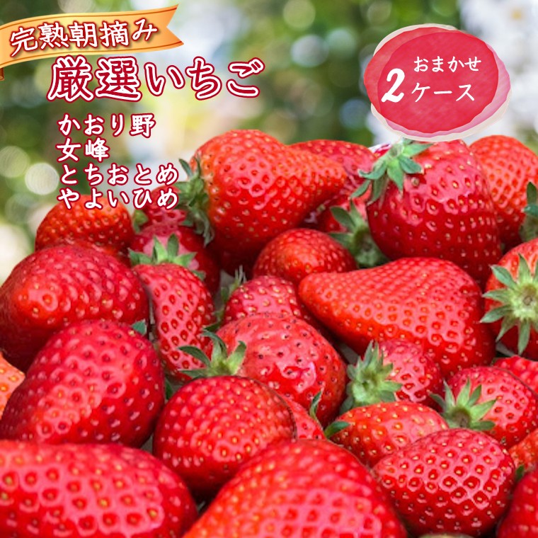 楽天市場】【ふるさと納税】【2026年1月中旬発送 】いちご詰め合わせ 8
