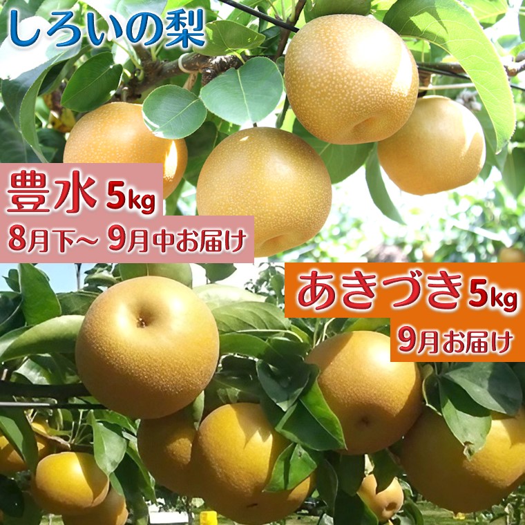 【ふるさと納税】【今夏秋収穫分】梨2品種セット 豊水 あきづき 各5kg しろいの梨 予約受付 ジューシー 甘い 美味しい おすすめ 果汁たっぷり 甘い梨 フルーツ 果物 名産 特産品 ジャム コンポート ジュレ ジュース  千葉県 白井市