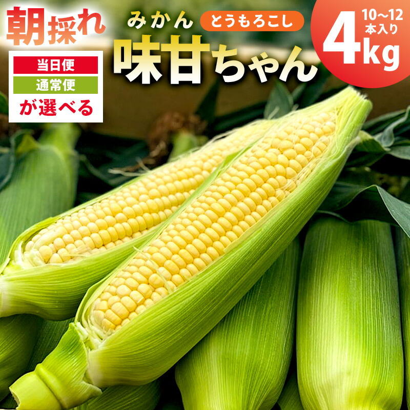 【ふるさと納税】【当日便・通常便が選べる】【先行受付 2025年6月20日頃～8月上旬発送予定】朝採れ！とうもろこし10～12本 味甘ちゃん みかんちゃん 千葉県 南房総市 甘み 格別 生野菜 茹で 焼き 蒸し 鮮度 グルメ 糖度が 高い みずみずしい コーン 送料無料
