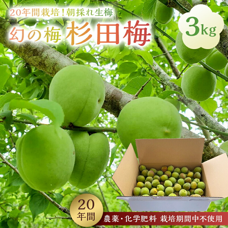 【ふるさと納税】 日本古来の貴重品種 「幻の梅 杉田梅」 朝採れ 生梅 3kg  千葉県 南房総市 梅 梅干し 梅漬け 梅ジュース 梅ジャム 梅酒 梅シロップ 国産 フルーツ 果物 柔らか 酸味 送料無料