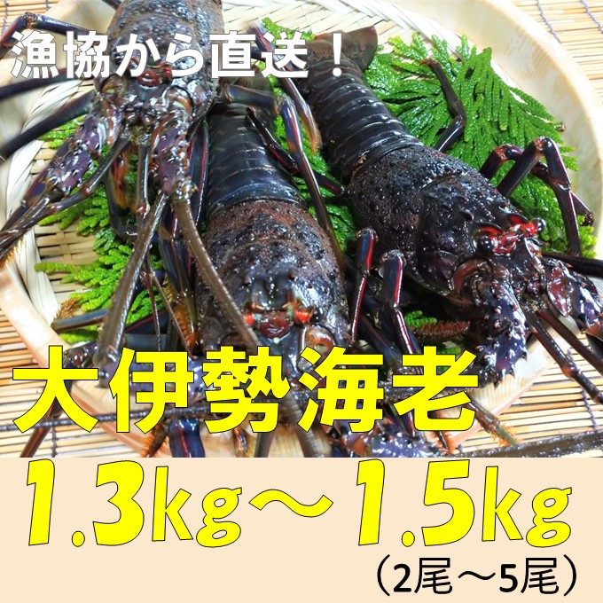 14950円 結婚祝い ふるさと納税 天然 活き伊勢海老 総量1kg 千葉県南房総市