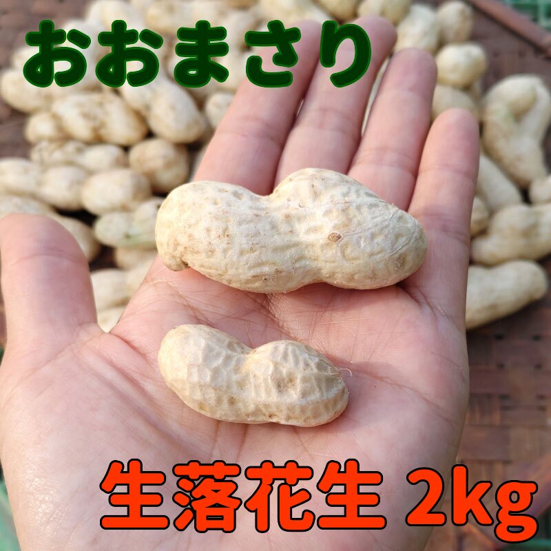 あすつく】 おおまさり 生落花生 2kg 農家直送 2023年9月中旬から11