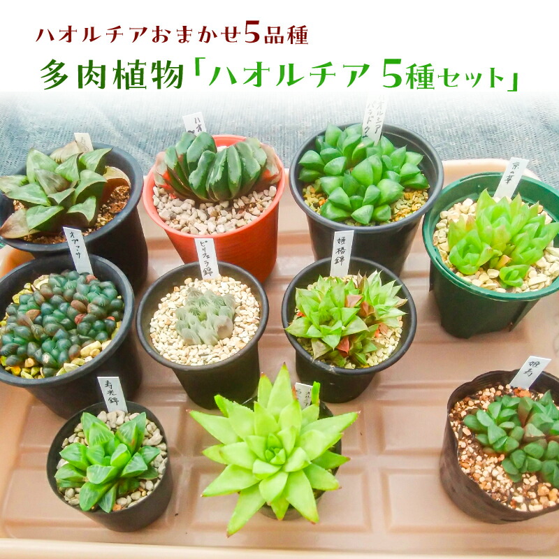 【ふるさと納税】◆此れから受け付け◆初夏にしか味わえない果物の小母さん・房州びわ