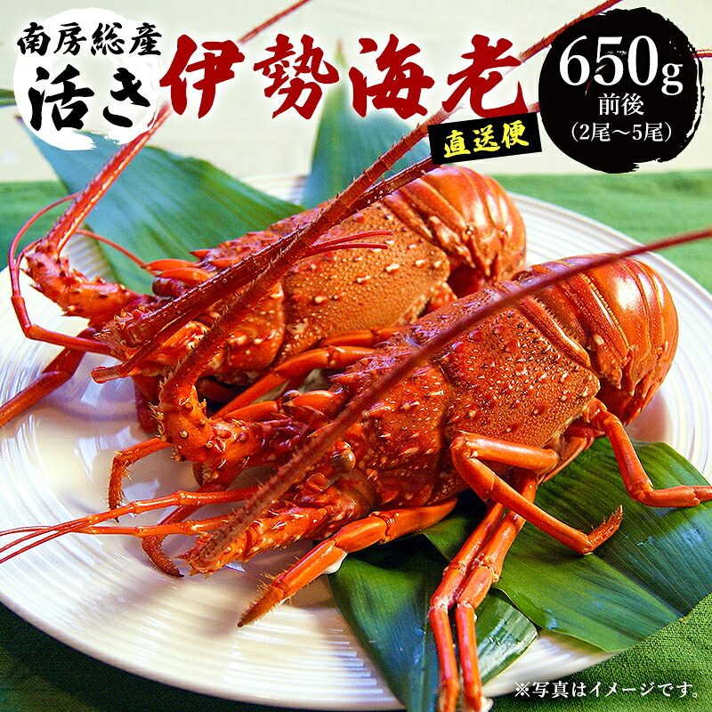 【ふるさと納税】南房総市産 活き伊勢海老直送便 千葉県 南房総市 グルメ 絶品 お刺身 新鮮 水揚げ お味噌汁 地磯 送料無料｜千葉県南房総市