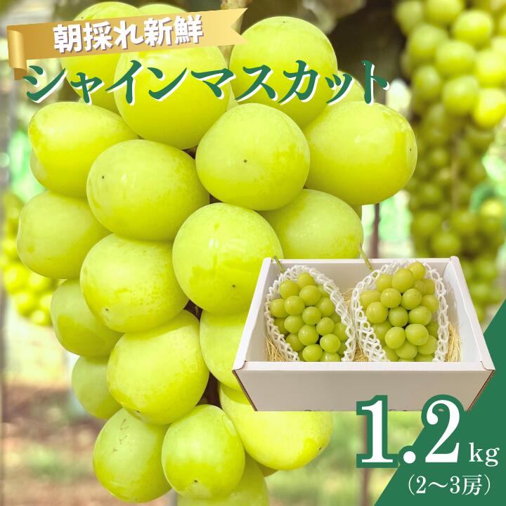 【ふるさと納税】シャインマスカット　1.2kg（2～3房）ぶどう ブドウ 葡萄 シャインマスカット 果物 くだもの フルーツ 1.2kg カクタファーム 朝採り 産地直送 産直 期間限定 千葉県 匝瑳市