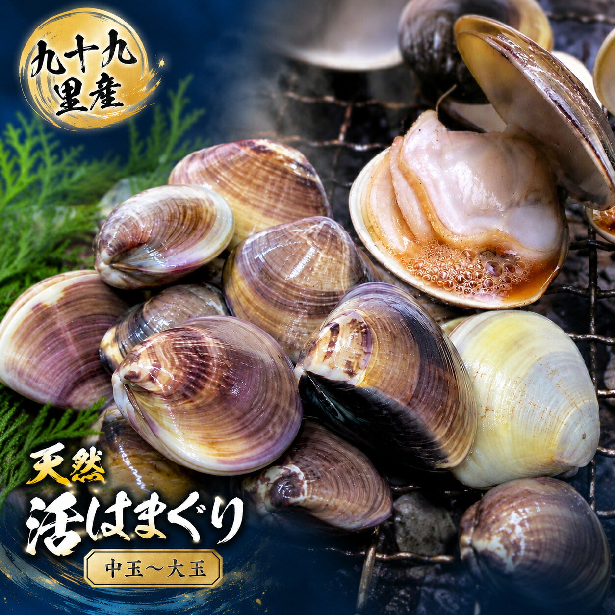 【ふるさと納税】九十九里産　天然　活はまぐり（中玉～大玉） 約1kg（10～16個前後）/約2kg（20～32個前後） / はまぐり ハマグリ 蛤 天然 活はまぐり 活ハマグリ 活蛤 中玉 大玉 貝 貝類 魚介 魚貝 海鮮 1kg 2kg 九十九里産 産地直送 産直 千葉県 匝瑳市｜千葉県匝瑳市