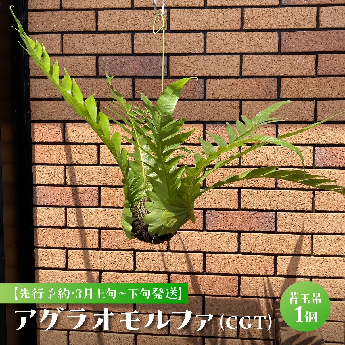 【ふるさと納税】 【先んずる取っておく・3月上旬～下旬送りとどける】アグラオモルファ（CGT） SMCY001