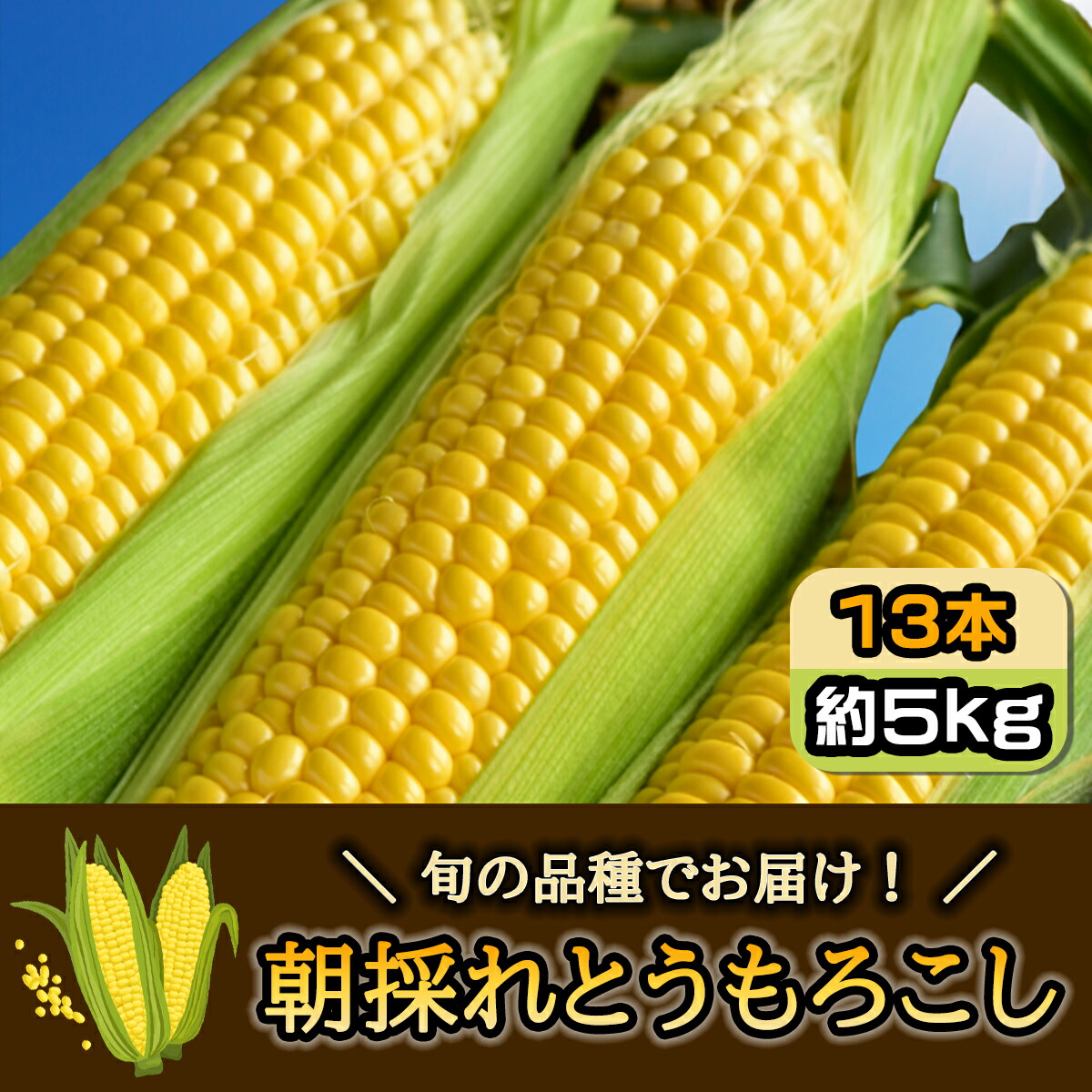 【ふるさと納税】【先行受付2025年7月発送】朝採れとうもろこし 約5kg 13本 旬の品種でお届け！／ふるさと納税 とうもろこし トウモロコシ 朝採れ 千葉県 山武市 SMBQ001