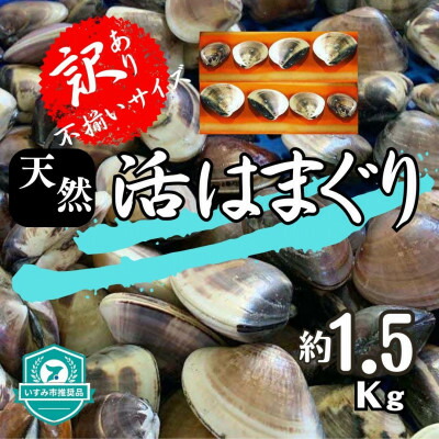 【ふるさと納税】(( 訳あり ))　天然活はまぐり約1.5kg_ 蛤 ハマグリ 魚貝 魚介 海鮮 貝 出汁 だし プロ仕様 人気 送料無料 【配送不可地域：離島・沖縄県】【1465117】