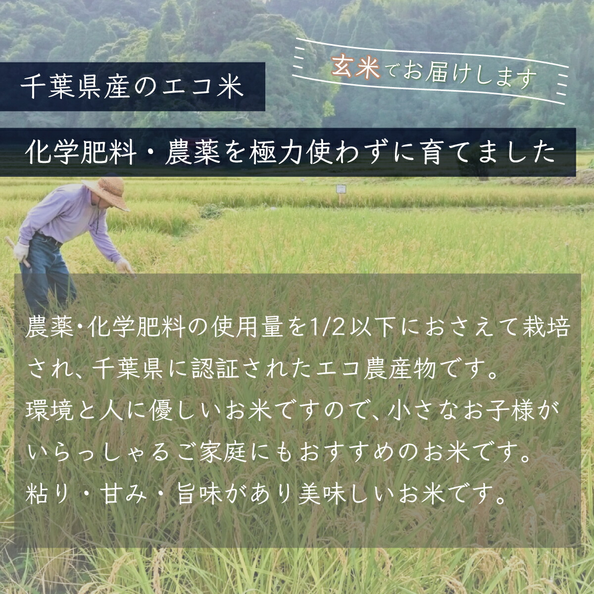 セール特別価格 6ヶ月定期便 千葉県産エコ米 コシヒカリ 玄米5kg×6ヶ月連続 計30kg ふるさと納税 米 お米 定期便 30kg 千葉県産  大網白里市 エコ米 玄米 こめ 送料無料 A019 fucoa.cl