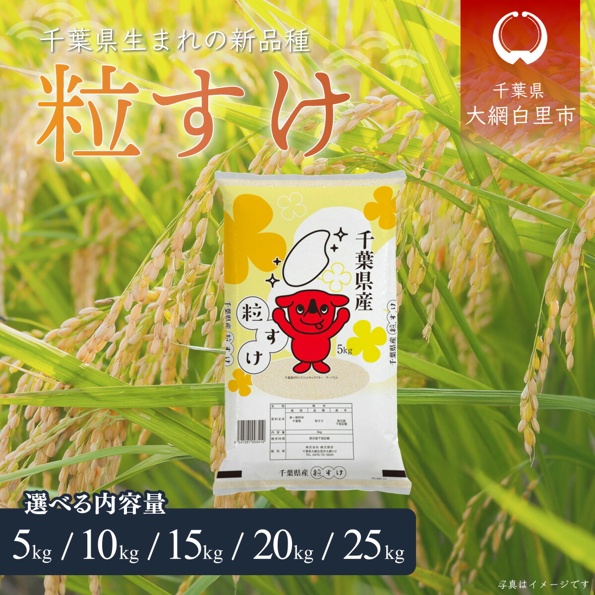 訳あり古米　令和6年産精米済み　約10kg　コシヒカリ　千葉県産 新米 米 10kg 白米 令和6年 千葉県産 コシヒカリ お米 精米 送