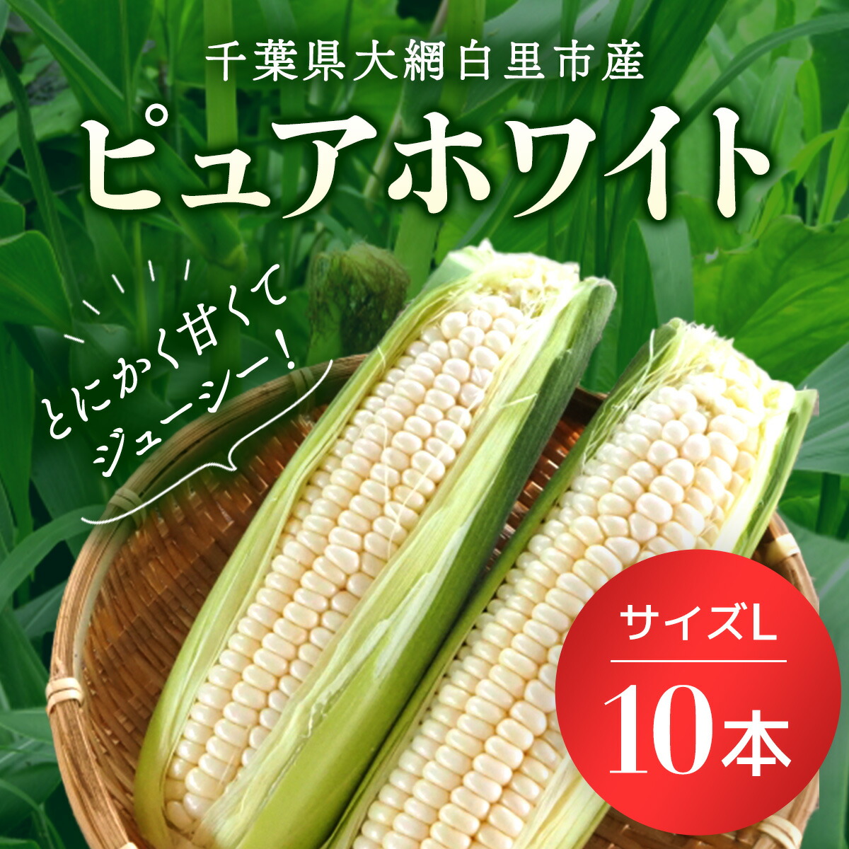【ふるさと納税】 【数量限定！2025年6月下旬より順次発送】千葉県産　トウモロコシ　ピュアホワイト　サイズＬ 10本 ふるさと納税 トウモロコシ 白いトウモロコシ とうもろこし 千葉県 大網白里市 AQ001