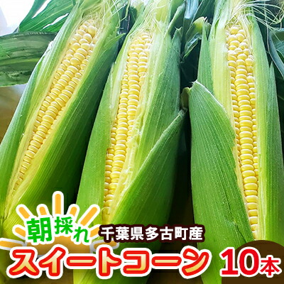 【ふるさと納税】朝採れ　千葉県多古町産スイートコーン　10本入り【配送不可地域：離島・沖縄県】【1562793】