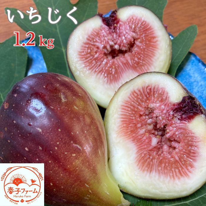 【ふるさと納税】《2025年8～10月発送》いちじく（桝井ドーフィン） 1.2kg