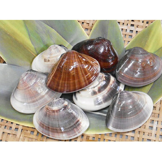 ふるさと納税 九十九里特産 九十九里地はまぐり 1kg 魚貝類 はまぐり 蛤 お届け 年1月下旬より順次配送 Timgroomarchitects Com