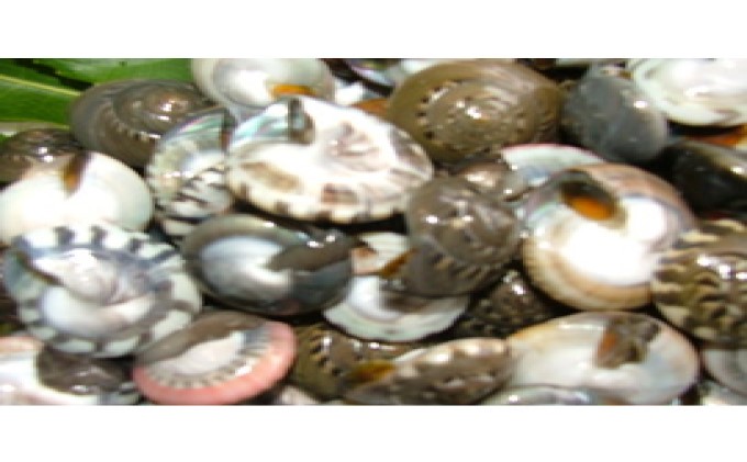 【ふるさと納税】ながらみ1kg【魚介類・貝・ながらみ・塩抜き・冷凍・ボイル・1キロ】