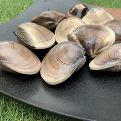 【ふるさと納税】絶品九十九里の”味”天然はまぐり大漁盛り10kg within2024 魚介類 貝類 ハマグリ 蛤