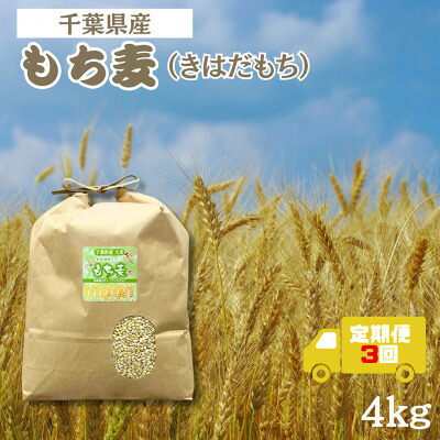 【ふるさと納税】【毎月定期便】食物繊維たっぷりの「もち麦」(きはだもち) 4kg 　千葉県横芝光町産全3回【4056808】｜千葉県横芝光町