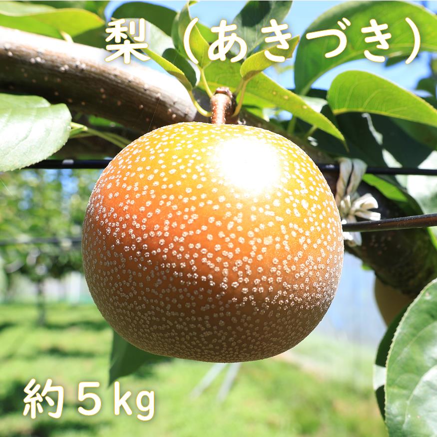 【ふるさと納税】【先行予約】梨（あきづき）約５kg　2025年発送分　千葉県産　長生　一宮