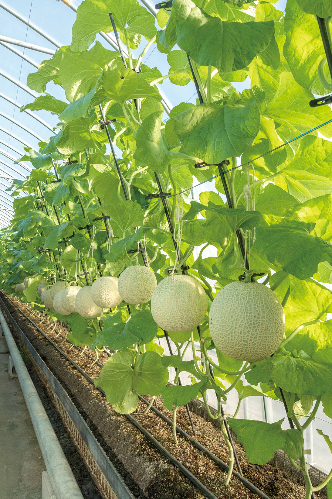 安い アクアメロン １玉 2l 3lサイズ マスクメロン 千葉県産 化粧箱入り Fucoa Cl