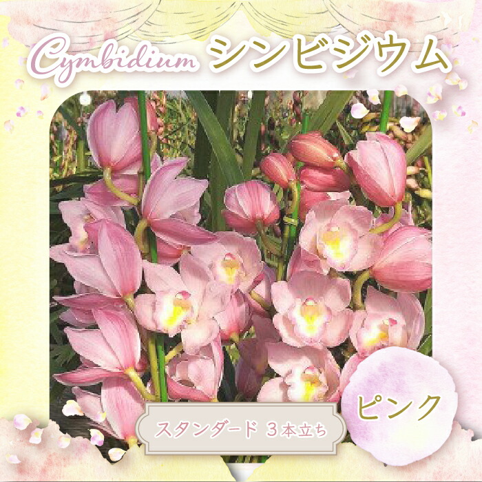 洋ラン らん 蘭 シンビジウム スタンダード ピンク 白子産 1鉢 花 インテリア 植物 ギフト 贈り物 送料無料