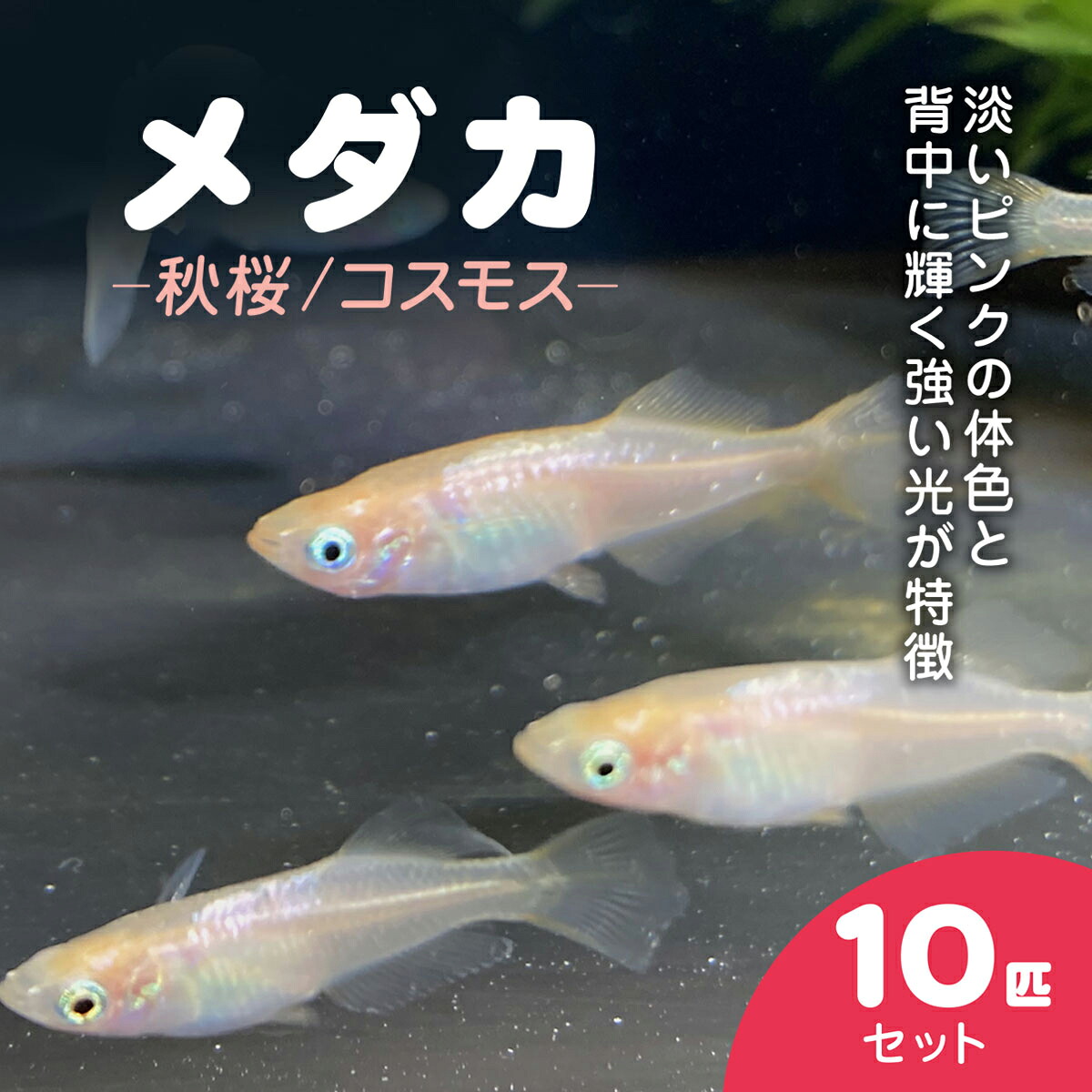 【ふるさと納税】メダカ　秋桜（コスモス）　10匹セット / ふるさと納税 めだか メダカ 秋桜 コスモス 淡水魚 鑑賞魚 飼育 千葉県 長南町 CNT002