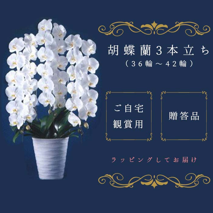 【ふるさと納税】T05501「楽しいことの、おひざ出どころ。」夢見鳥蘭 3本立ち（36輪～42輪）（送りとどける領域：千葉県全域・日本の首都都23区・神奈川県（横浜市・川崎市）押さえる）