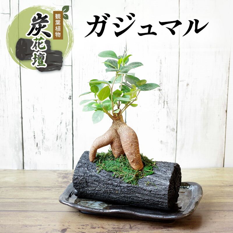 楽天市場】炭インテリア 穴あき炭 炭の鉢 ポット 炭鉢 菊炭 炭花壇 消